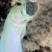 jawfish_yellowhead_bs_lc_v_0095_cay0630.jpg